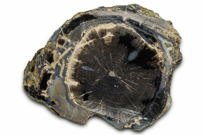 Petrified Wood (Schinoxylon) Limb Section - Blue Forest, Wyoming #371094
